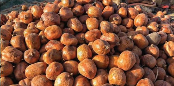 Residents resort to using Doum palm nuts Doum