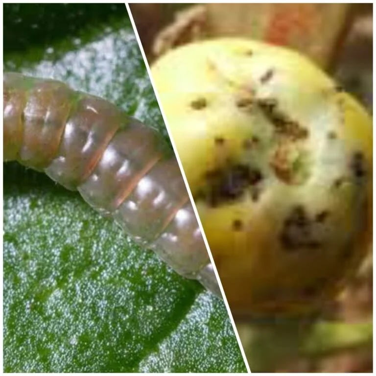 Insects Destroy Tomato Farmlands in Ɓagwai and Dawakin Tofa LGAs Tomato insect