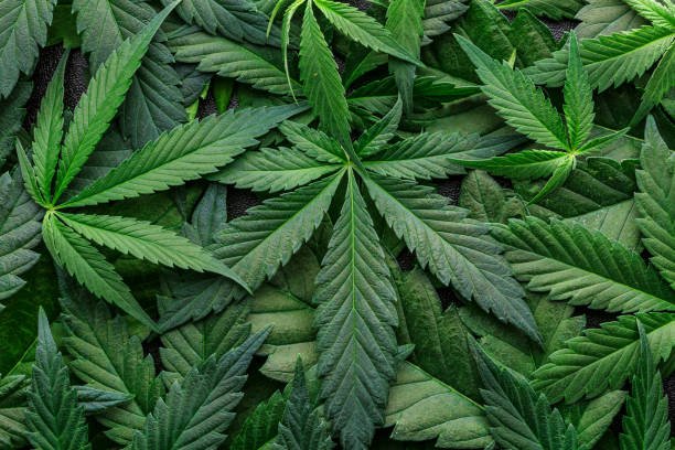 German authorities legaliize cannabis Weed